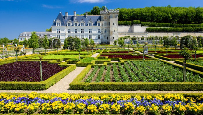 Castle and vineyards in Loire Valley, France