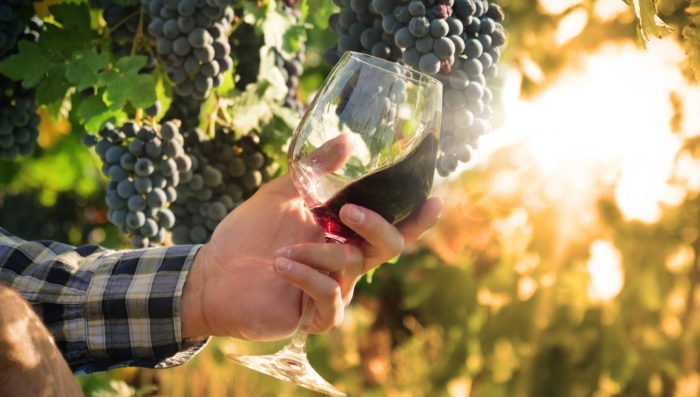 Man holding a glass of wine in vineyard