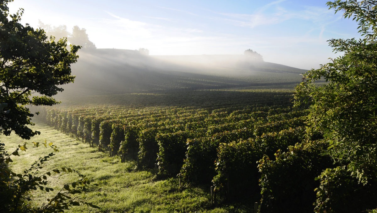 2021 vendanges in france