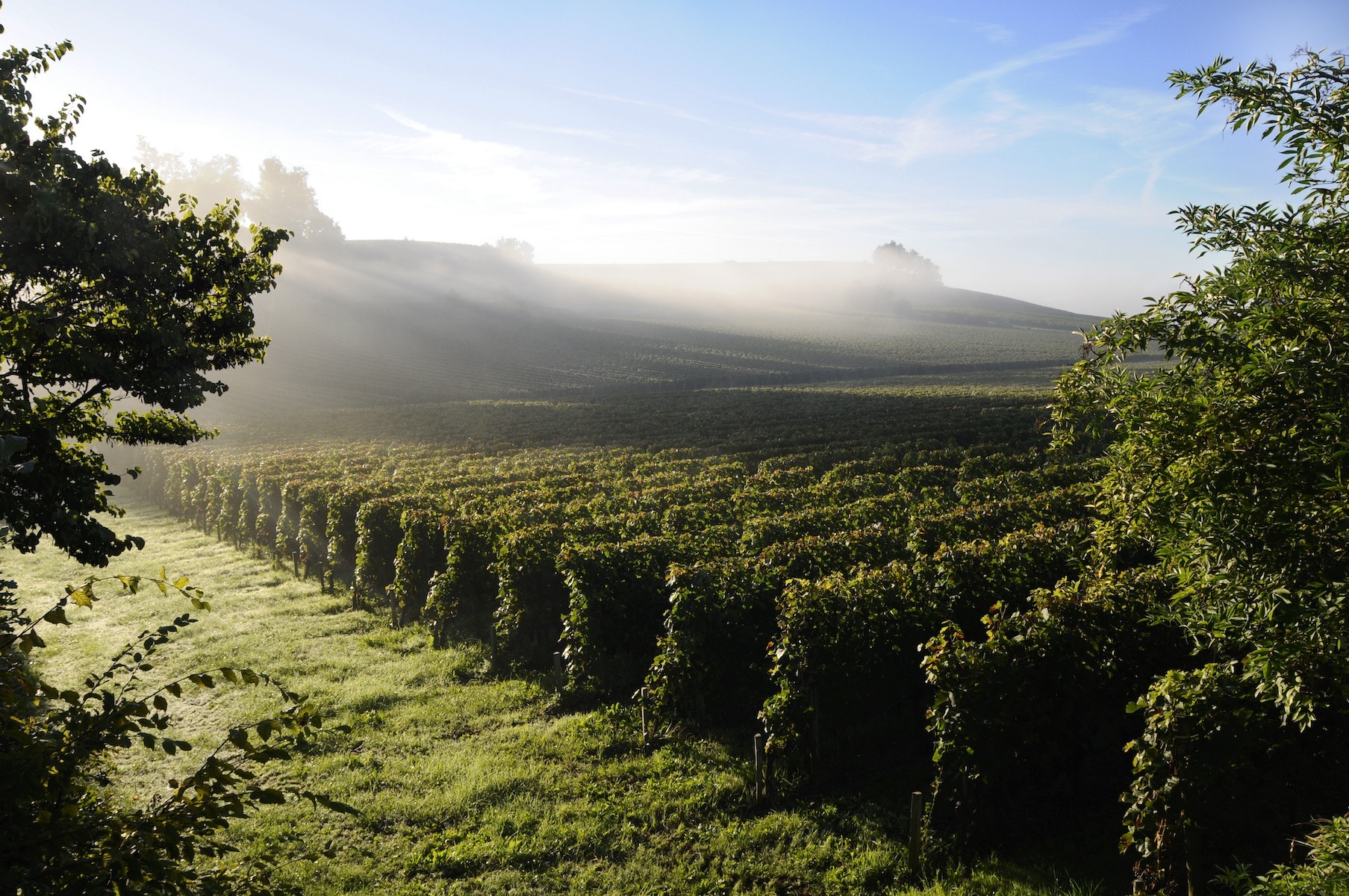 2021 vendanges in france