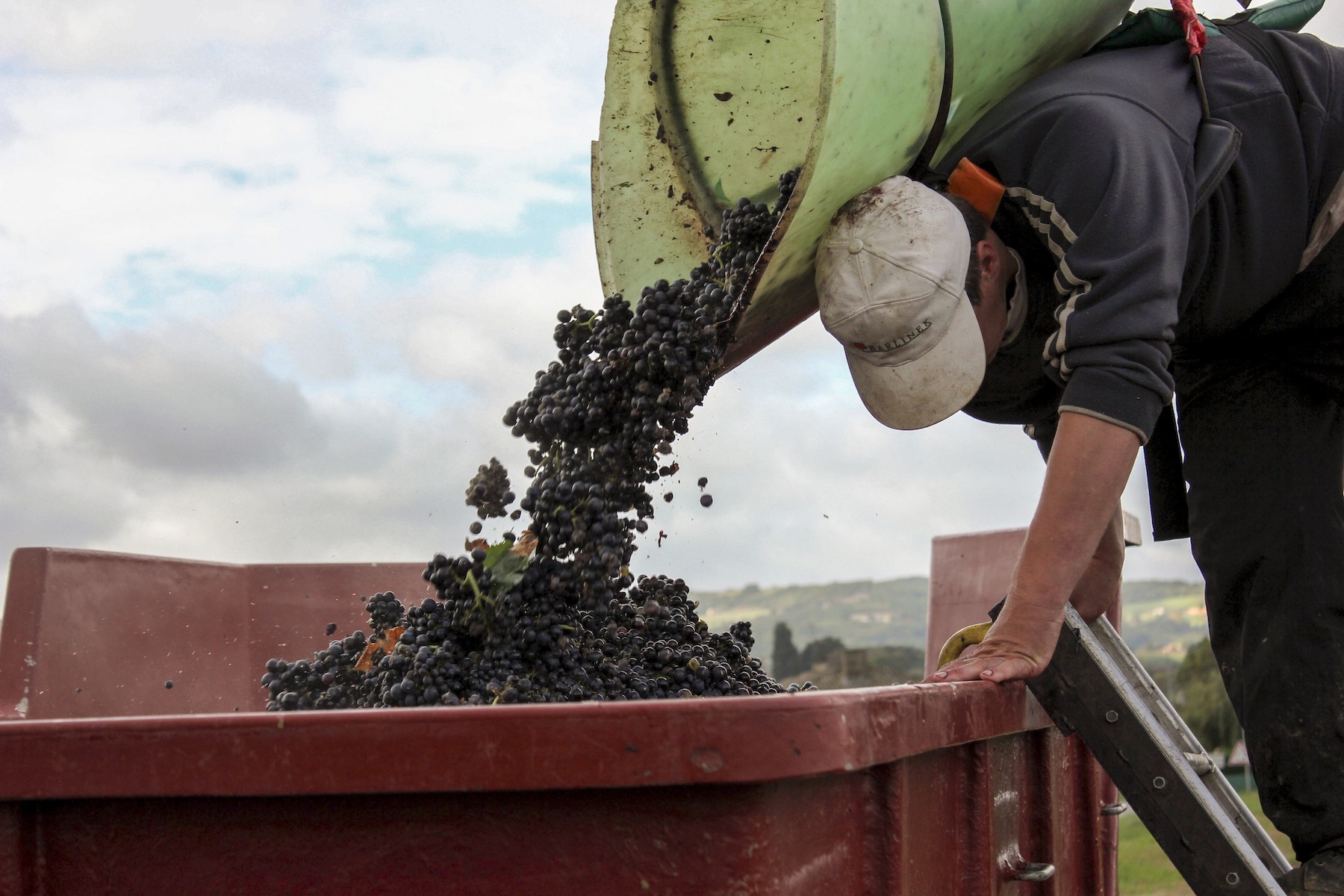 2023 grape harvest in france vendanges