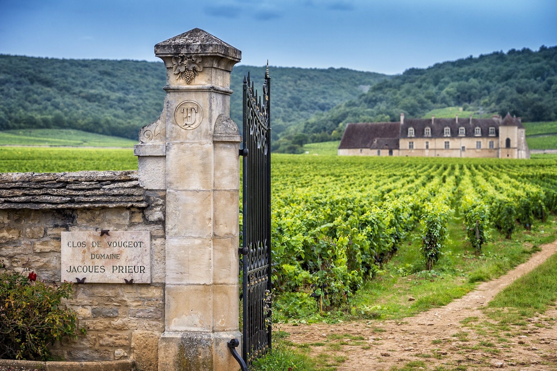 participating in french grape harvests