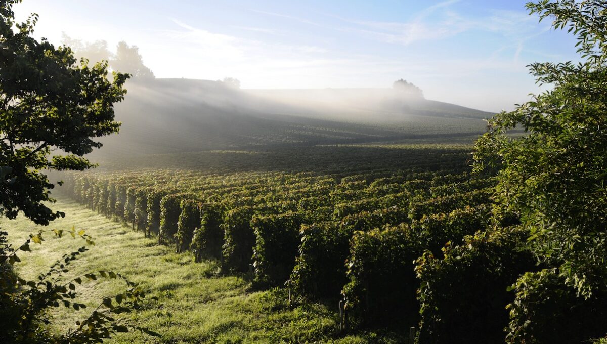 summer highlights in the bordeaux region