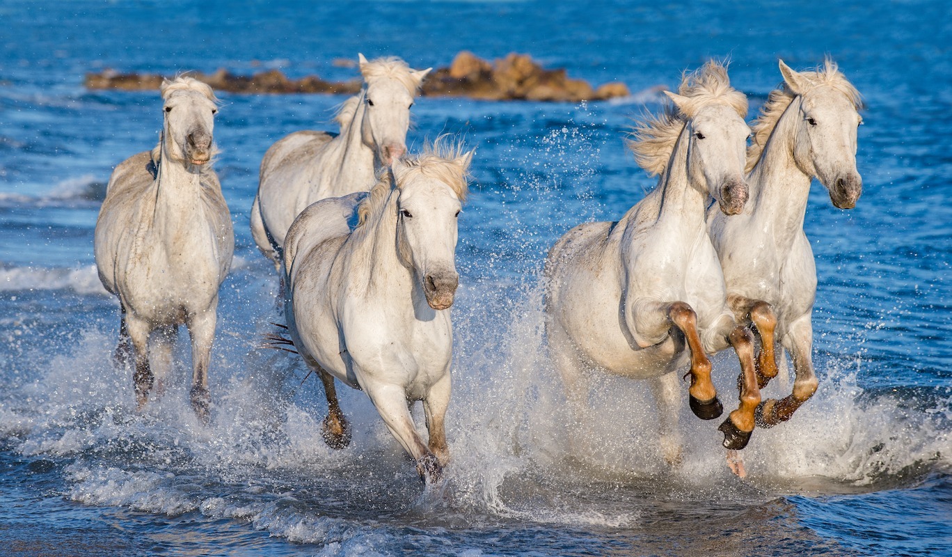 camargue safari