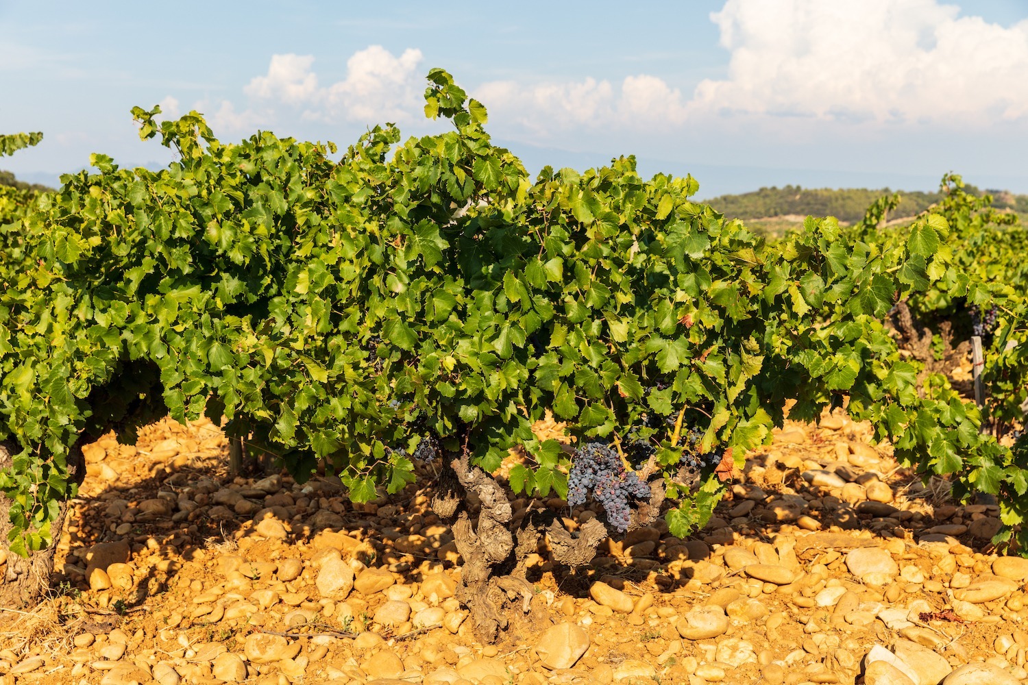 châteauneuf-de-pape vineyards