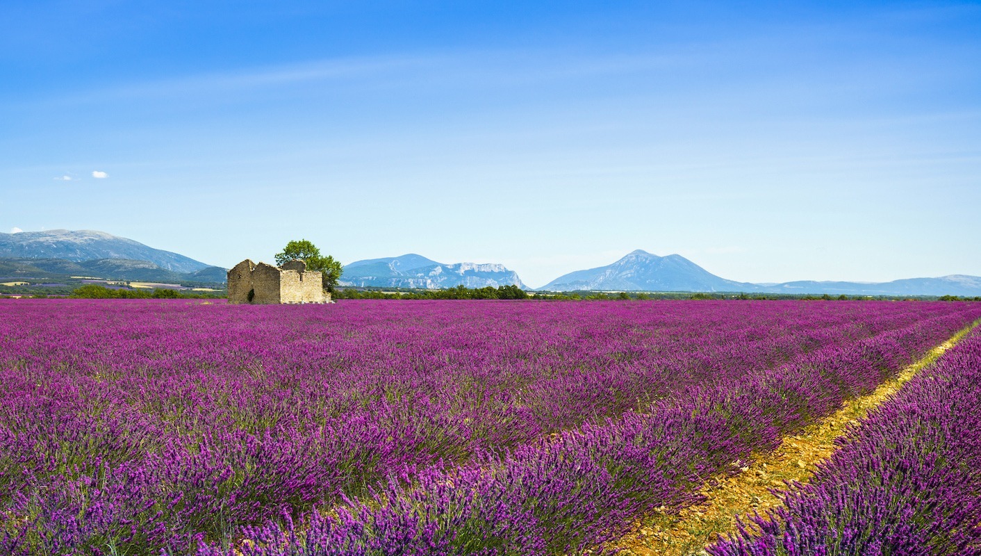 provence lavender fields