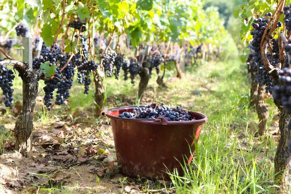 vendanges 2023 in france