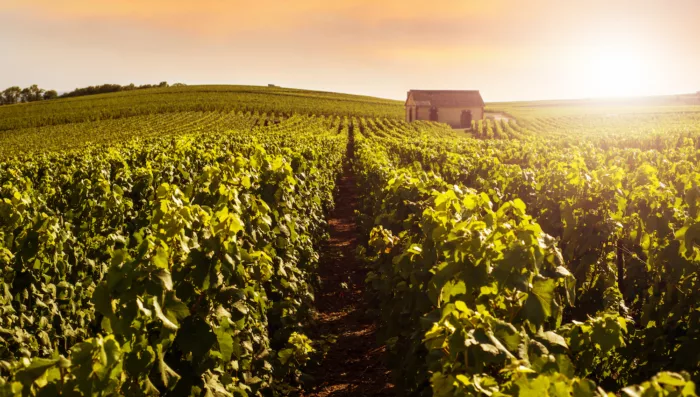 Castles, Villages, and Vineyards in the Southern Luberon