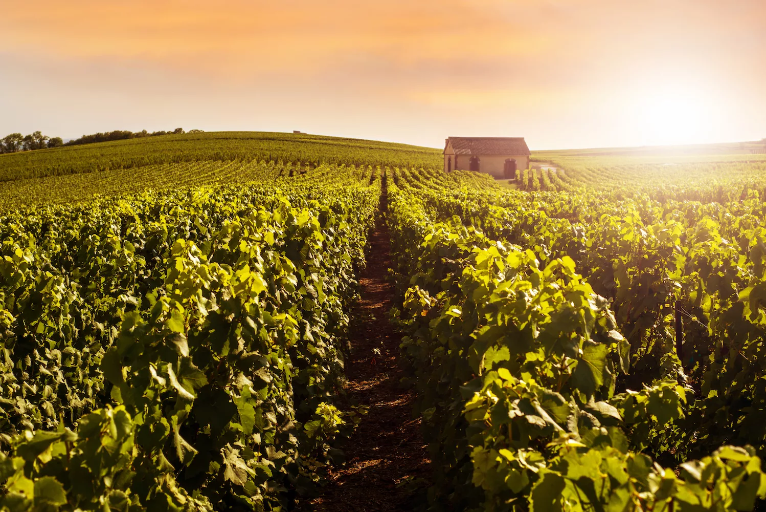 burgundy vineyards