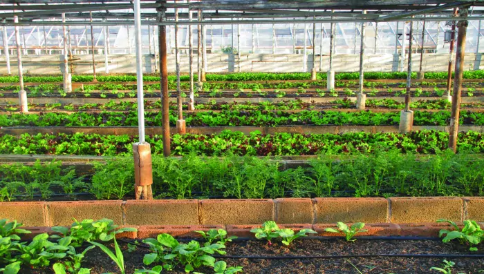 Urban Farming on Parisian Rooftop Marais Garden 